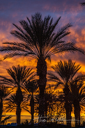 Sunset Palms