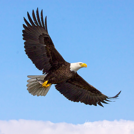 Eagle with Catch