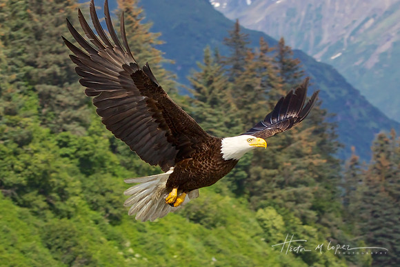 Majestic