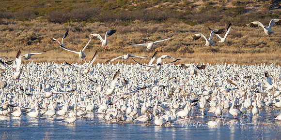 Snow Geese Convention