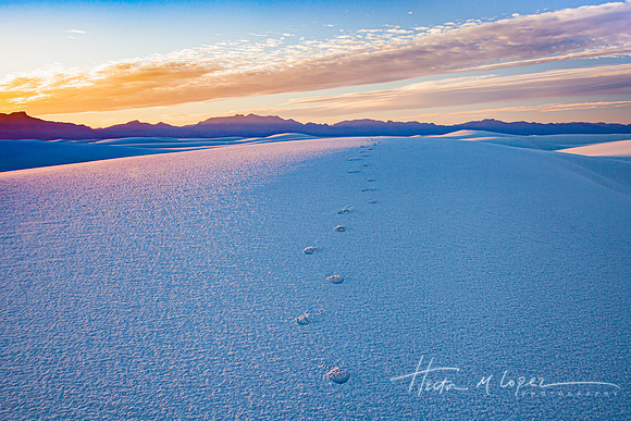 White Sands Critter
