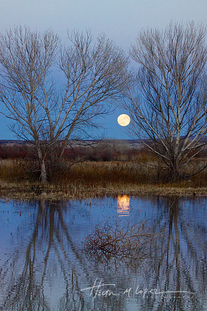 Bosque Del Apache Moonrise