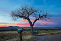 Lone Tree of Taos