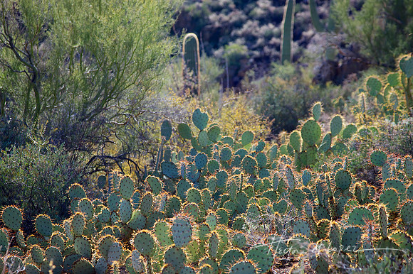 Anza Cacti