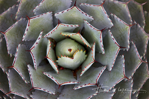 Cactus Shapes