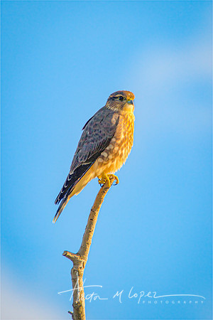 Merlin Portrait