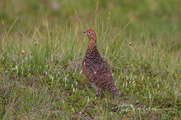 Ptarmigan