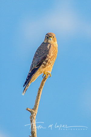 A Merlin's Stare