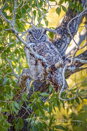 Horned Owl Snooze