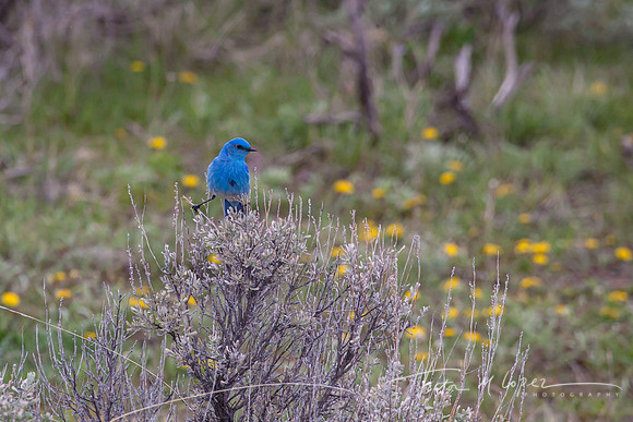 Blue Bird Sage_