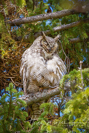 Great Horned Puffed_