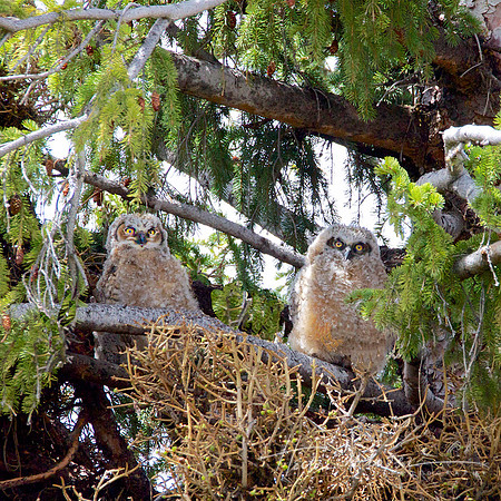 Owlets x 2