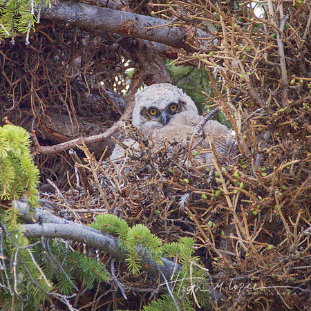 Great Horned Owlet