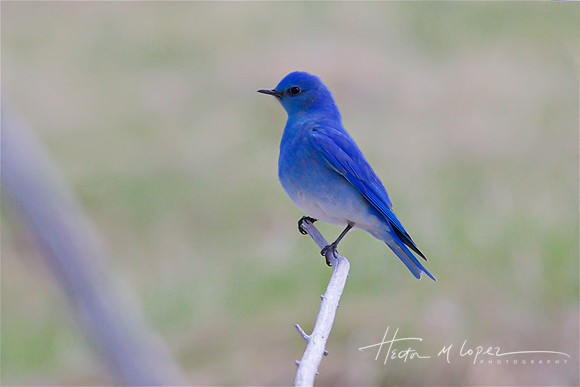 Mountian Bluebird Portrait