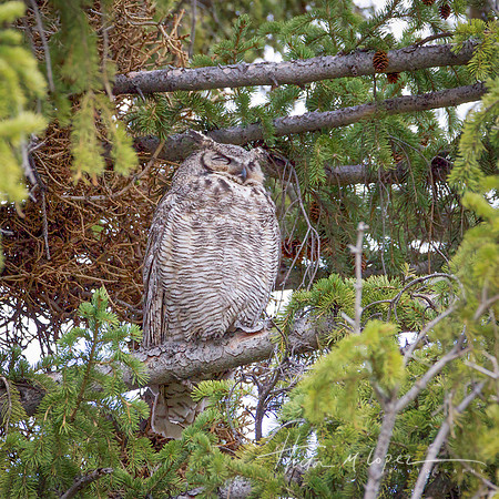 Great Horned Owl Snoozing_