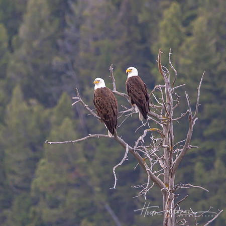 Eagle Pair