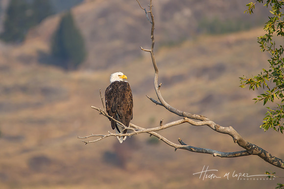 Eagle Lamar Valley