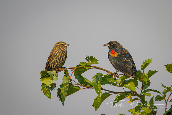 Redwing Blackbird Pair