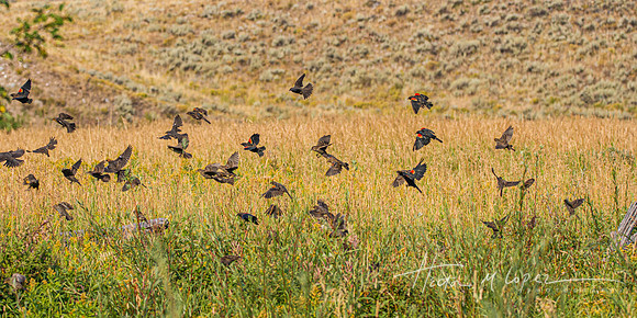 Blackbird Flock