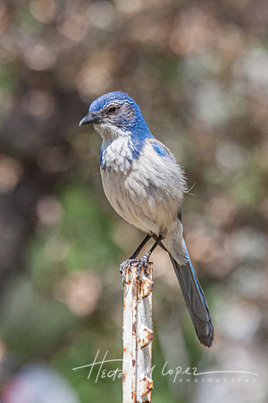 California Scrub Jay