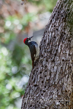 Acorn Woodpecker 2