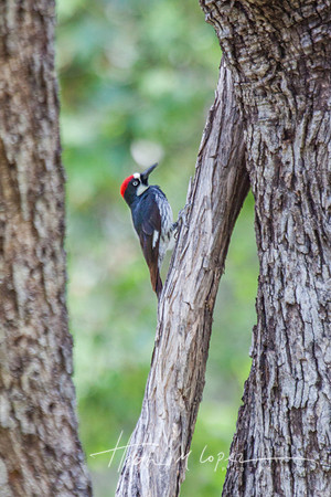 Acorn Woodpecker