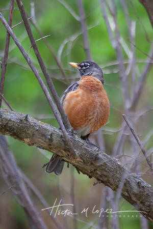 American Robin