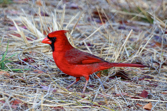 Cardinal
