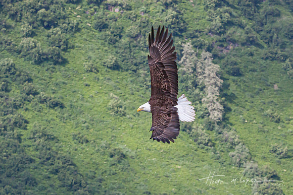 Eagle Over Valdez