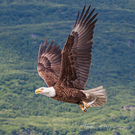 American Bald Eagle with Dinner 3