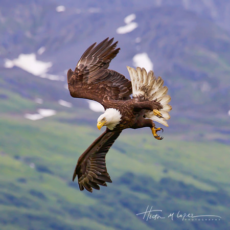 Eagle Attack