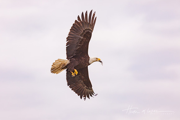 Eagle With Fish