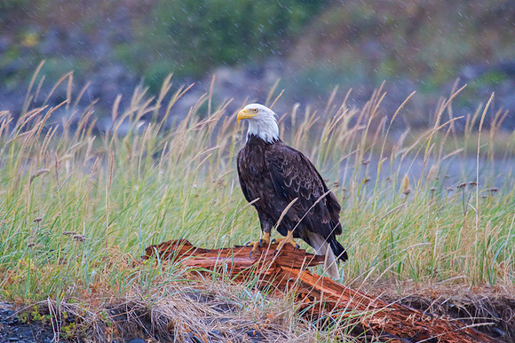 Eagle in the Rain