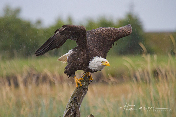 Rainy Takeoff
