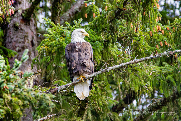 Stately Eagle