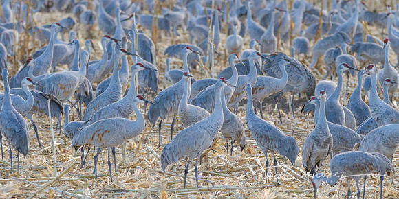 Sandhill Cranes Convention