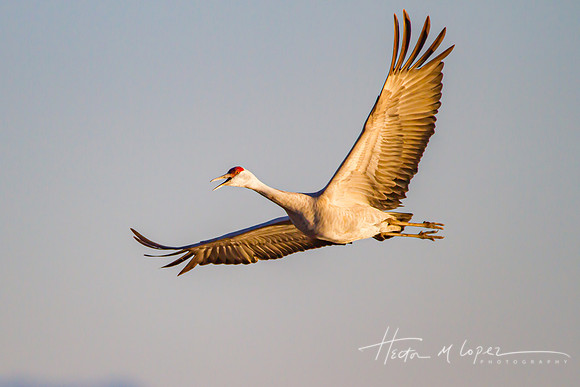 Sandhill Crane in Flight