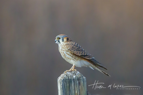Kestrel on Post