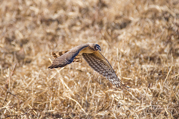 Northern Harrier