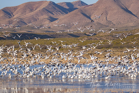 Snow Geese Flyout