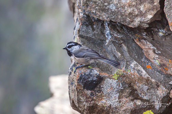 Mountain Chicadee