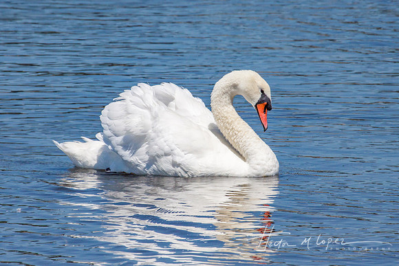 Mute Swan