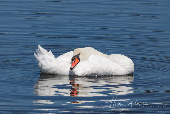 Mute Swam resting