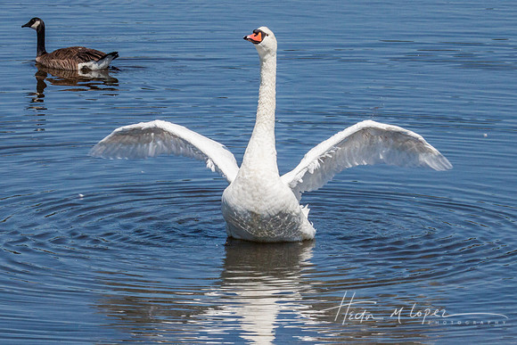 Mute Swan flapping