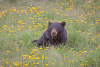 Dandelion Bear