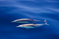 Dolphins Two