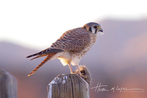 Kestrel Dining