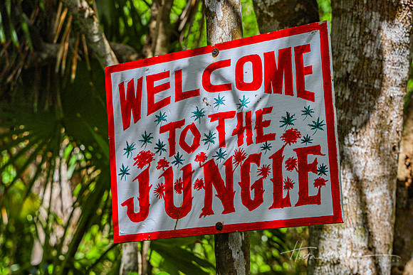 Jungle Welcome