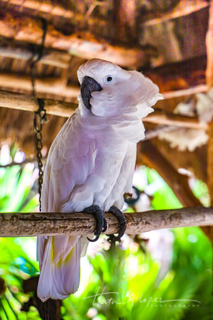 Pretty Bird