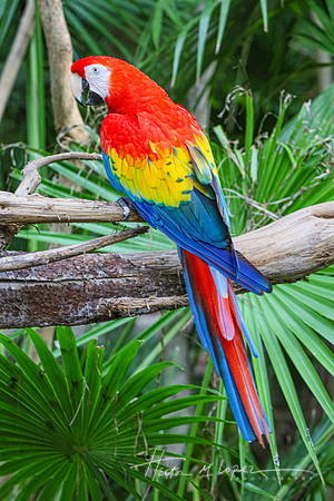 Scarlet Macaw